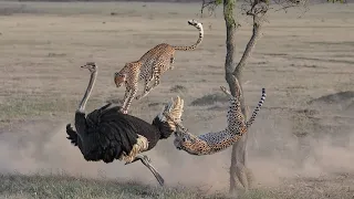Tragic Moments! Jumping From the Shadows to Catch Ostriches