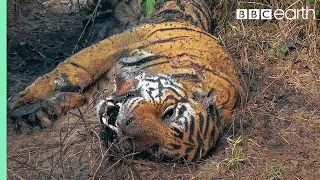 Tiger Grieves Her Dead Mate | BBC Earth