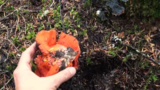 Finding lobster mushrooms in BC with Chef Robin