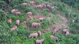 Over 30 wild Asian elephants spotted foraging leisurely in border area of Yunnan
