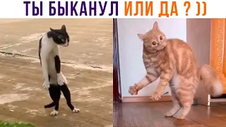 ТЫ БЫКАНУЛ ИЛИ ДА? ))) Приколы с котами | Мемозг 1134