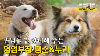 [동물극장 유튜브 오리지널] 호수 위 무릉도원에는 길 안내해 주는 영업부장 땡순이가 있다! 드넓은 정원에서 신선놀음🌿 | 동물극장 단짝 EP42 |  KBS 221210 방송