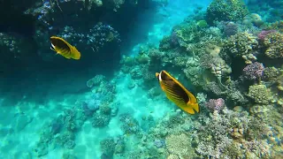 Reef oasis blue bay resort Sharm El Sheikh 2024 Coral and fish Part 1