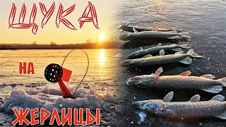 🐟🚩ЖЕРЛИЦЫ СТРЕЛЯЮТ БЕЗ ОСТАНОВКИ // ЩУКА НА ЖЕРЛИЦЫ 🌡❄ МОРОЗ -14