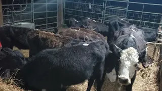 Cattle/ 12 Cattle Weaning in the Barn 2/13/24. (#458)