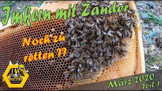 März 2020 - Wird dieses Bienenvolk noch überleben ? - Imkern mit Zander