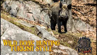 Intense wild boar driven hunt Turkish style - Rocks and Rolling boars - driven hunt for wild boars