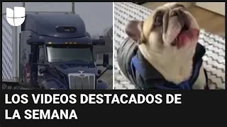 Camiones sin conductor en Texas y un perro que "habla": videos destacados de la semana