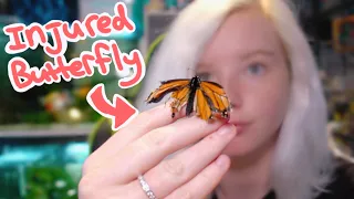 Caring For an Injured Butterfly