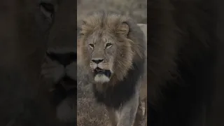 Dominant Male Lion Patrols his Territory
