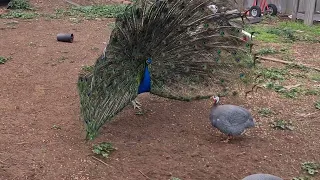 Prince is getting a little confused.  Guinea fowl will do when the girls are away.  peacock.