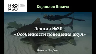 Лекция №20 "Особенности поведения и внутривидовое взаимодействие акул"