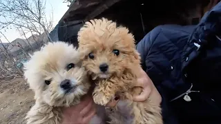 The owner drove and abandoned them far away. They had to search for food in the garbage dump.