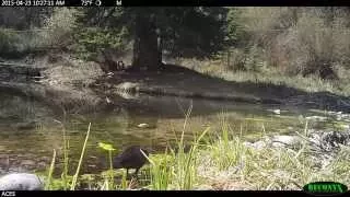 Crow Taking Flight