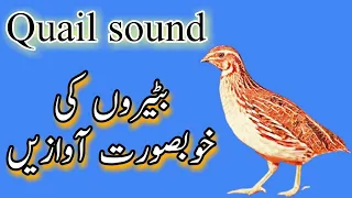 Quail sound || common quail sound || batair ki awaaz