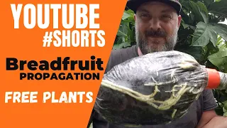Airlayering Breadfruit (Ulu) In Less Than A Minute  #shorts