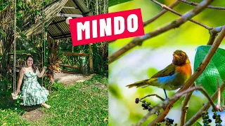 Incredible CLOUD FOREST in MINDO Ecuador