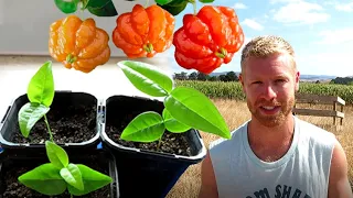 Growing Surinam Cherry Plants From Seed