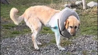 Пёс Персик после ампутации/Peach the dog after amputation