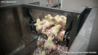 Chick Culling - Egg Industry