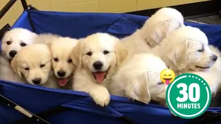 30 Minutes of the World's CUTEST Puppies! 🐶💕