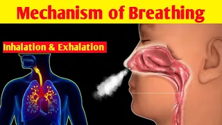 Mechanism of Breathing (Animation) | Phases of Breathing | Inhalation and Exhalation (in Urdu/Hindi)