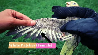 Cockatiel Gender Identification || How to identify #Cockatiels male and #female || cockatiel food