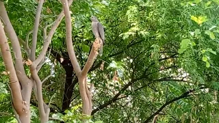 two eagle sitting on the tree