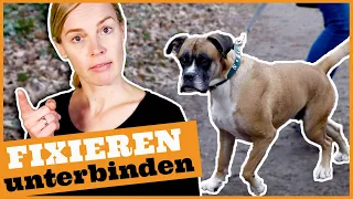 Hundebegegnungen ohne Stress I Leinenaggressionen vorbeugen I Fixieren rechtzeitig unterbinden