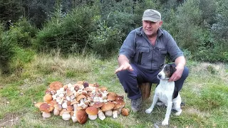 Porcini mushrooms are everywhere around you...