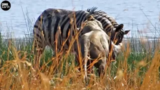 Fierce Wrestling Between Lion vs Zebra - Animal Video | ATP Earth