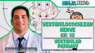 Neurology | Vestibulocochlear Nerve | Cranial Nerve VIII: Vestibular Pathway