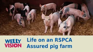 Pigs Part 1: Life on an RSPCA Assured Pig Farm | Welly Vision
