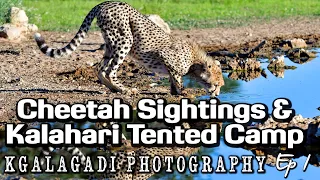 Cheetahs Sightings, Kalahari Tented Camp - Kgalagadi Transfrontier Park Photography Ep 1