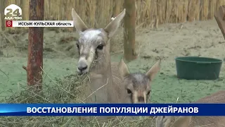 В Иссык-Кульской области планируют восстановить популяцию джейранов