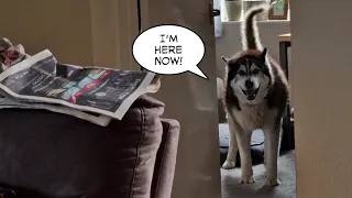 Husky Yells at Lady While She's on The Phone!