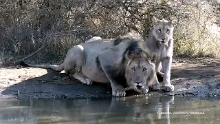 #Lions and #Elephants came to waterhole. Pride retreated | Most cruel eyes of animals in savannah