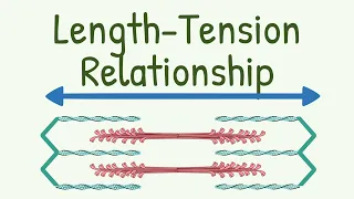 Length Tension Relationship || Length-Tension Diagram of Muscle