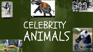 Most Famous Animals in The World | Animals That Became Famous | Can Animals Be Celebrities?