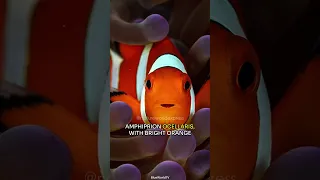 Clownfish | Anemone Allies