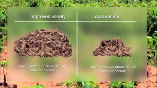 KUAPA S2 EP6 ADVANTAGES OF IMPROVED CASSAVA VARIETIES