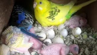 budgies baby day 24 short video, Baby buggies growth, young parakeets day by day