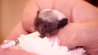 Two Baby Tamarin Monkeys Fight For Life | Nature's Miracle Babies | BBC Earth