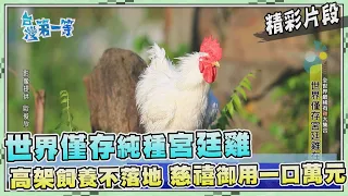 台灣第一等【身價不菲罕見宮廷雞 台灣不落地飼養成功育種（50種品種公雞大集合）】_467集精選版