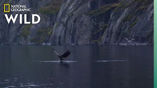 White-Tailed Eagles Fight Over Fish | Wild Nordic