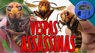 VESPAS MANDARINAS GIGANTES: O animal mais PERIGOSO de Japão! Falando de Bicho | CAMPOS BIOLOGIA