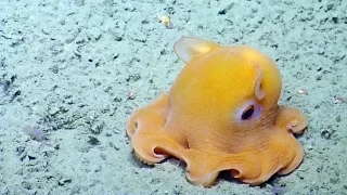 Shy Octopus Hides Inside Its Own Tentacles | Nautilus Live