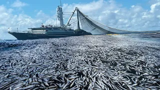 Unbelievable hundreds of tons of herring are caught by large nets - I've Seen it Big Fishing Net #03