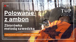 Polowanie zbiorowe na jelenie i dziki metodą z ambon. Zakończenie sezonu zbiorówek.