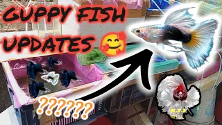 MY ALL GUPPY FISHS UPDATE & FRY'S 🥰. WHAT'S I FEEDING MY GUPPY FISH|| GUPPY BREEDING 😎. GUPPY